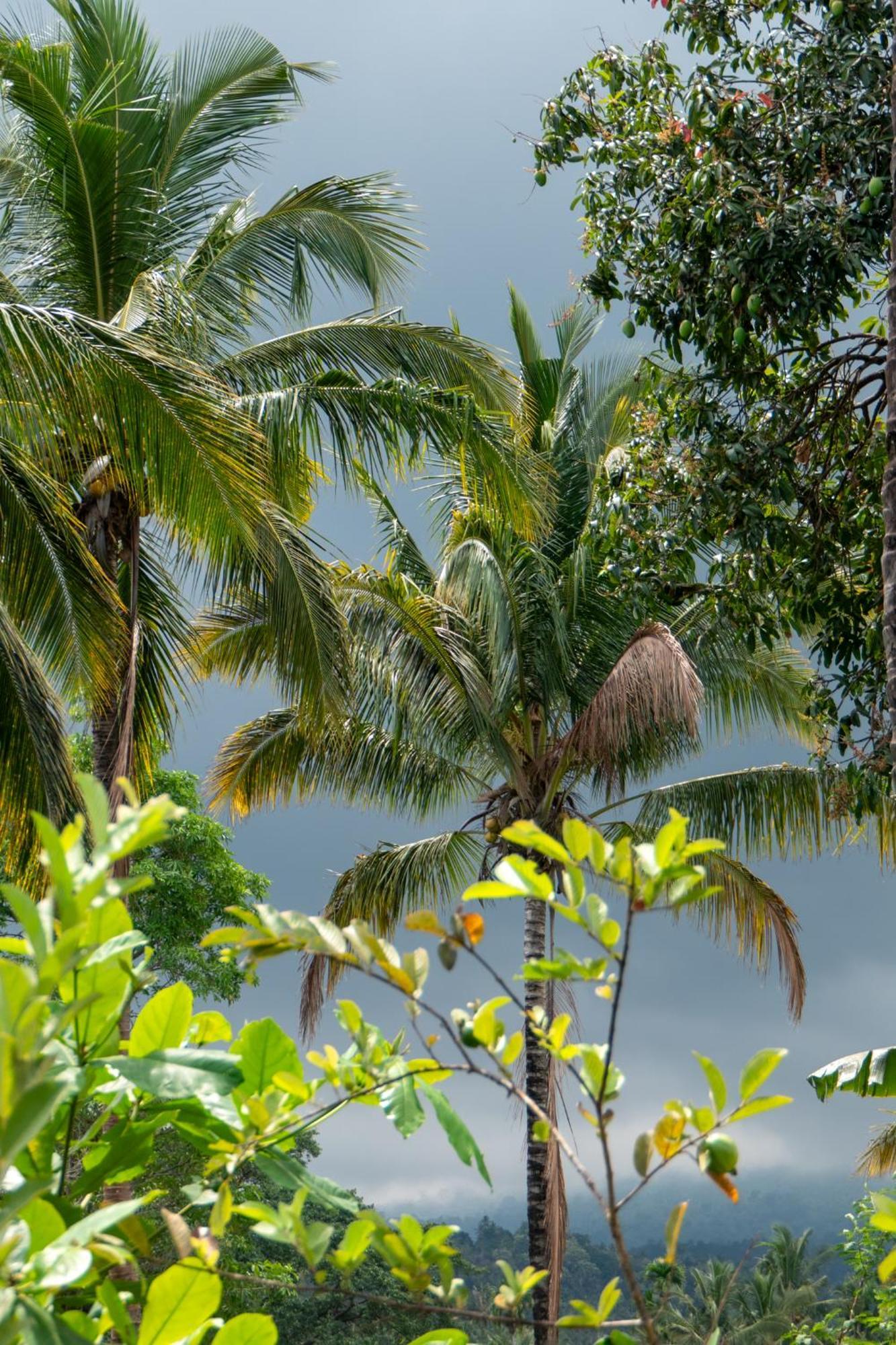 Rinjani Eco Villa Senaru Bayan 외부 사진